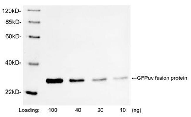 GFP Antibody in Western Blot (WB)