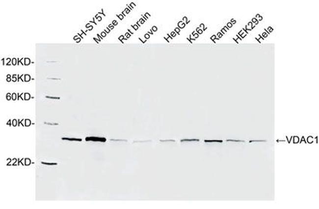 VDAC1 Antibody in Western Blot (WB)