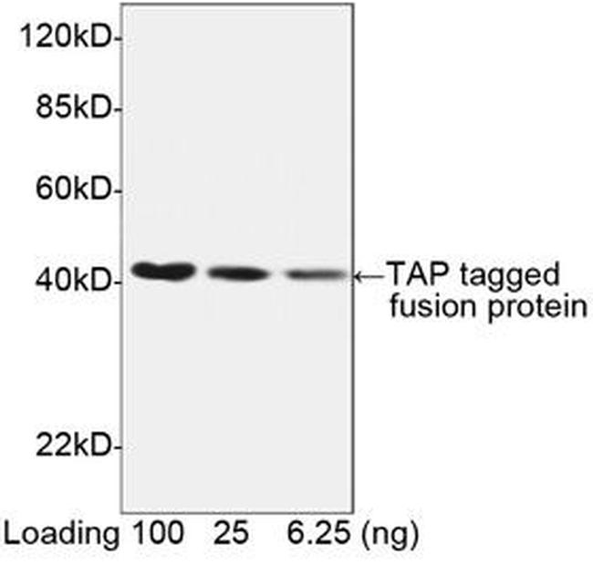 TAP-tag Antibody in Western Blot (WB)