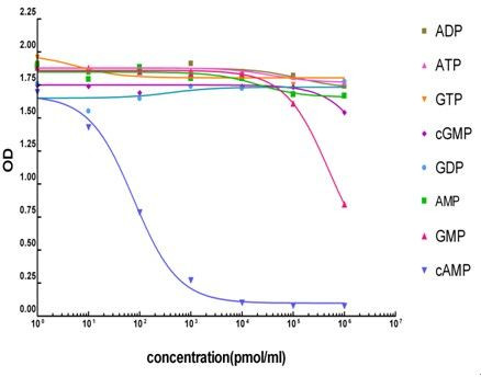 cAMP Antibody in ELISA (ELISA)