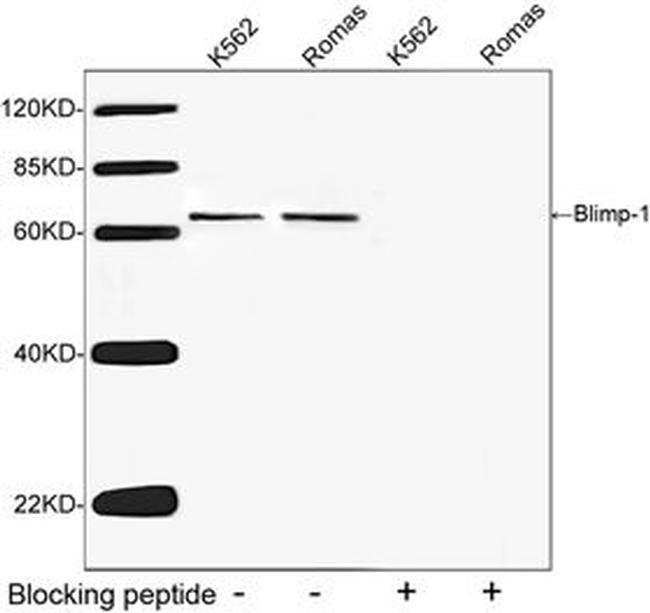 Blimp-1 Antibody in Western Blot (WB)