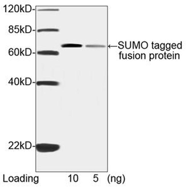 SUMO-tag Antibody in Western Blot (WB)