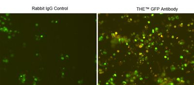 GFP Antibody in Immunocytochemistry (ICC/IF)