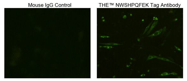 NWSHPQFEK Tag Antibody in Immunocytochemistry (ICC/IF)