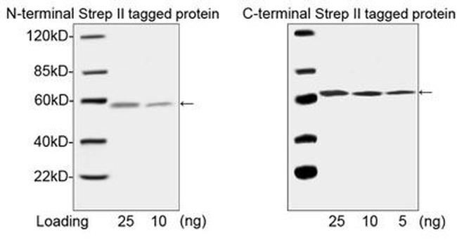 NWSHPQFEK Tag Antibody in Western Blot (WB)