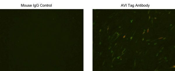 Avi Tag Antibody in Immunocytochemistry (ICC/IF)