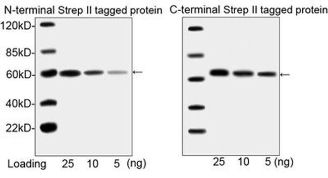 NWSHPQFEK Tag Antibody in Western Blot (WB)
