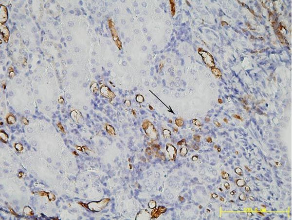 PEG Antibody in Immunohistochemistry (Paraffin) (IHC (P))