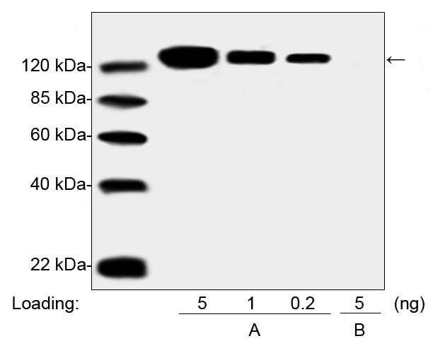 PEG Antibody in Western Blot (WB)