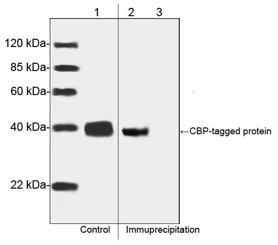 CBP Tag Antibody in Western Blot (WB)