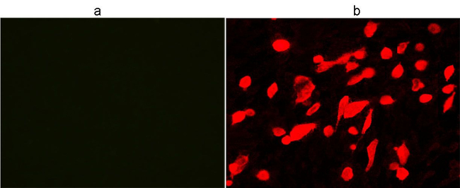 His Tag Antibody in Immunocytochemistry (ICC/IF)