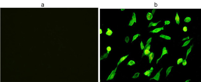 His Tag Antibody in Immunocytochemistry (ICC/IF)