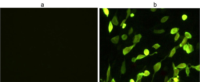 HA Tag Antibody in Immunocytochemistry (ICC/IF)