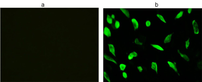 DYKDDDDK Tag Antibody in Immunocytochemistry (ICC/IF)