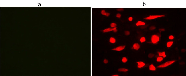 DYKDDDDK Tag Antibody in Immunocytochemistry (ICC/IF)