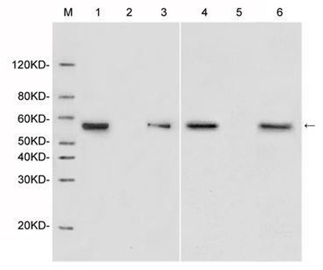 DYKDDDDK Tag Antibody in Western Blot (WB)