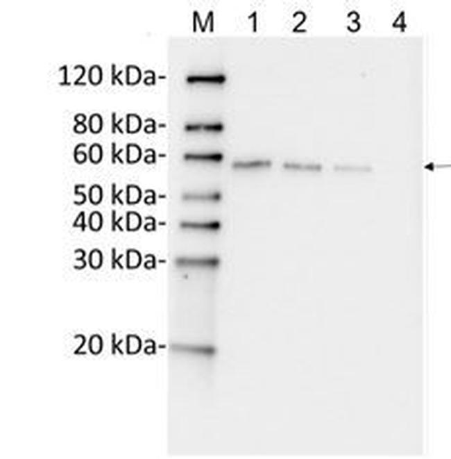 DYKDDDDK Tag Antibody in Western Blot (WB)