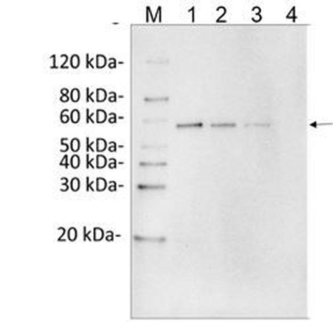 DYKDDDDK Tag Antibody in Western Blot (WB)