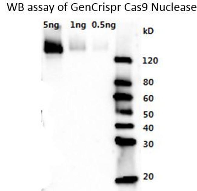 Cas9 Antibody in Western Blot (WB)