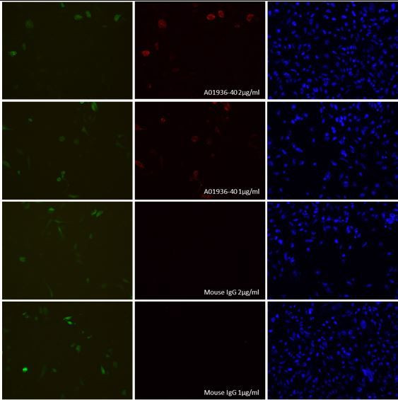 SpCas9 Antibody in Immunocytochemistry (ICC/IF)