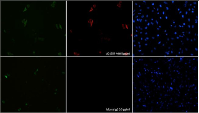 SaCas9 Antibody in Immunocytochemistry (ICC/IF)
