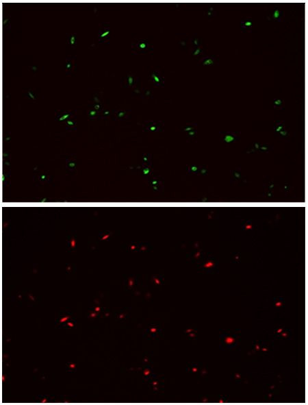 HA tag Antibody in Immunocytochemistry (ICC/IF)