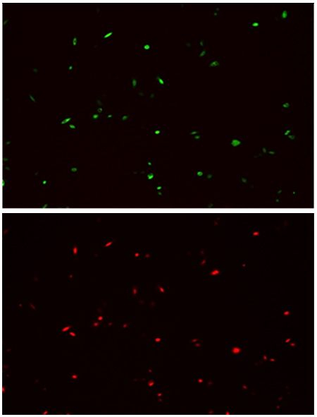HA tag Antibody in Immunocytochemistry (ICC/IF)