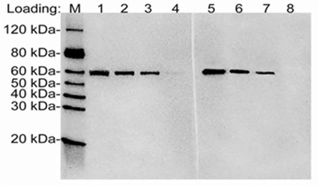 HA tag Antibody in Western Blot (WB)