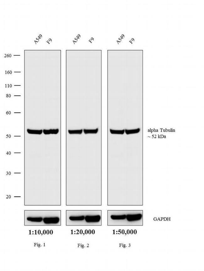 Rat IgG (H+L) Secondary Antibody in Western Blot (WB)