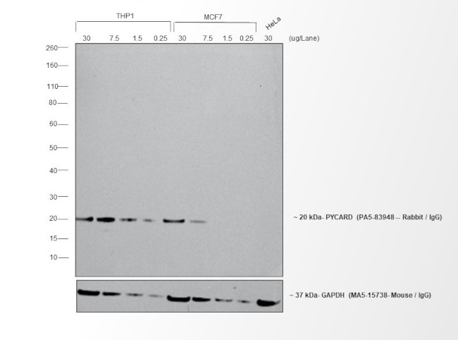 Rabbit IgG (H+L) Cross-Adsorbed Secondary Antibody in Western Blot (WB)