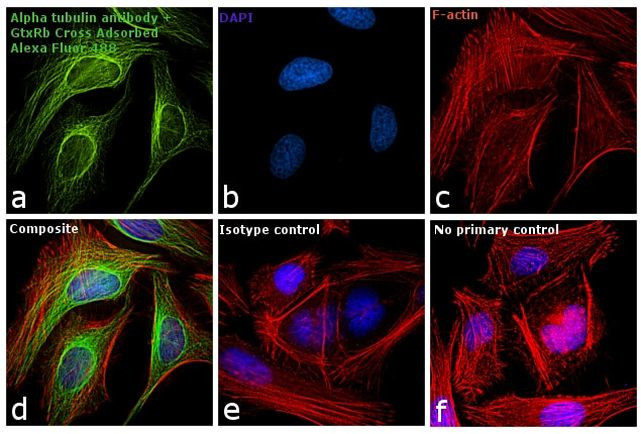 Rabbit IgG (H+L) Cross-Adsorbed Secondary Antibody in Immunocytochemistry (ICC/IF)