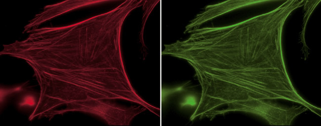 Fluorescein/Oregon Green Antibody in Immunocytochemistry (ICC/IF)
