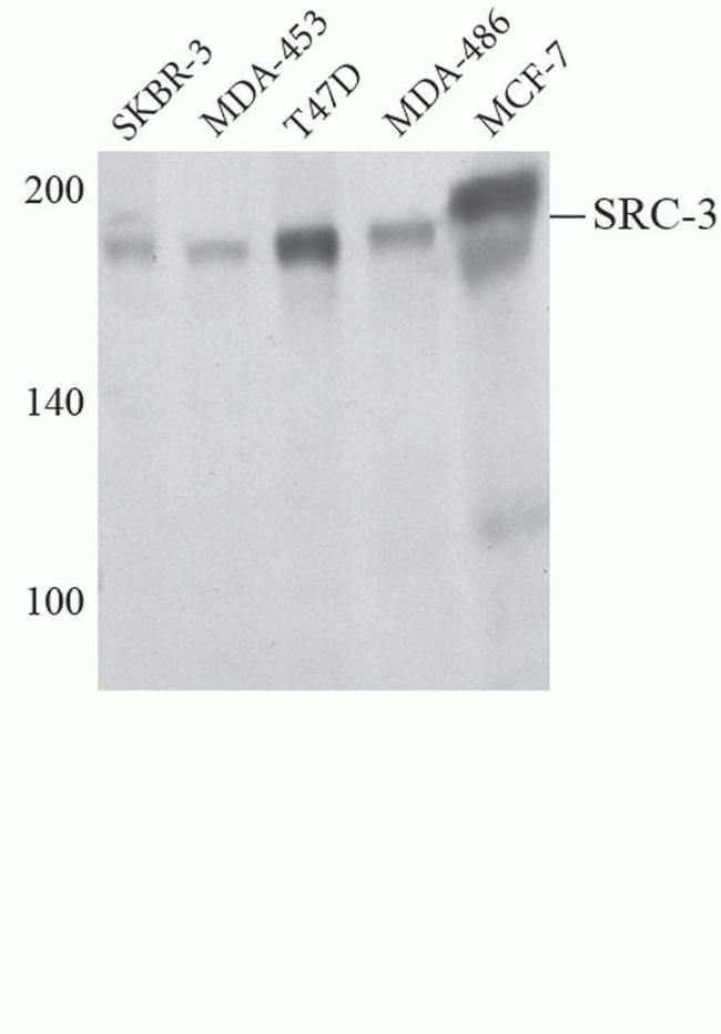 SRC3 Antibody in Western Blot (WB)