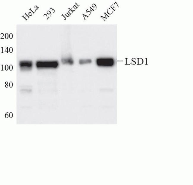 LSD1 Antibody in Western Blot (WB)