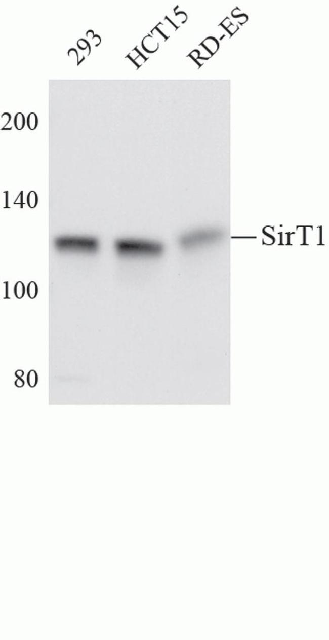 SIRT1 Antibody in Western Blot (WB)