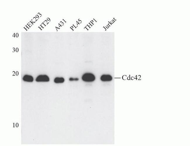 Cdc42 Antibody in Western Blot (WB)