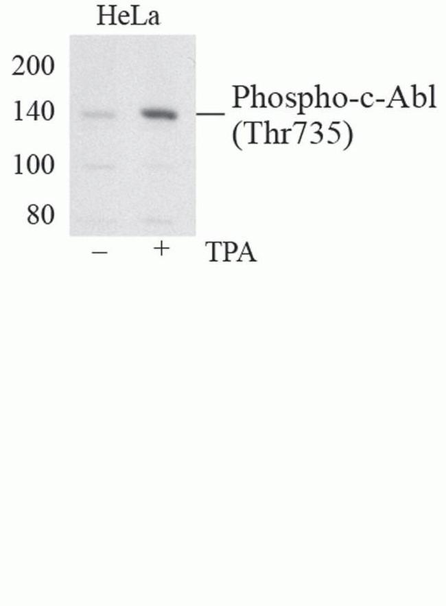 Phospho-c-Abl (Thr735) Antibody in Western Blot (WB)