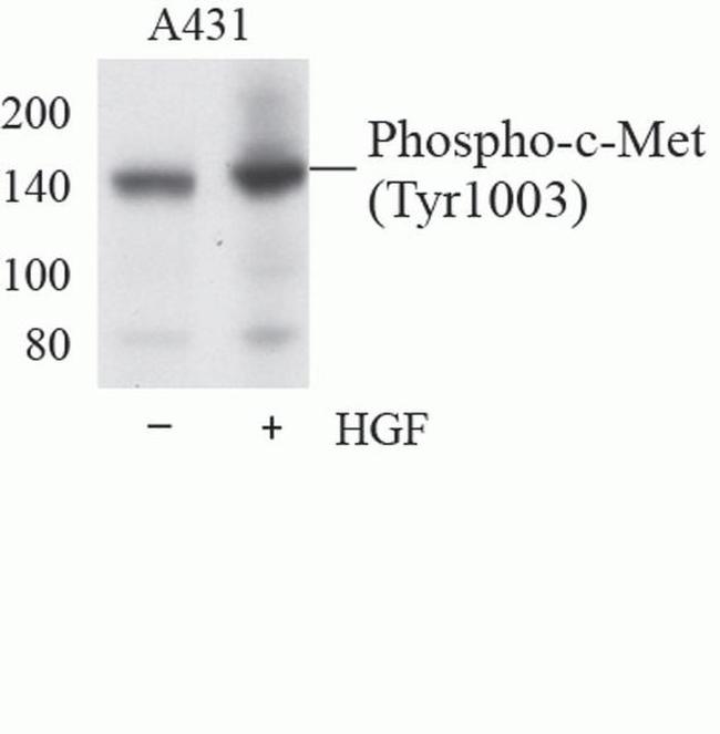 Phospho-Met (Tyr1003) Antibody in Western Blot (WB)