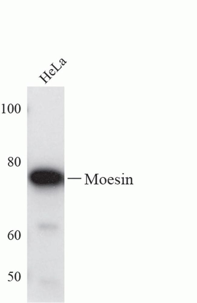 Moesin Antibody in Western Blot (WB)