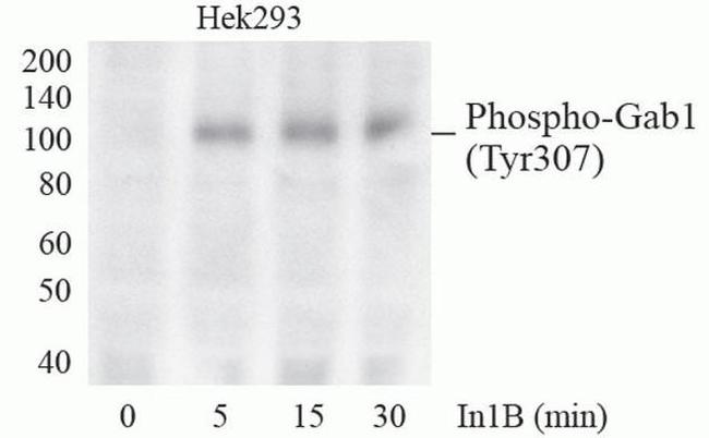 Phospho-GAB1 (Tyr307) Antibody in Western Blot (WB)