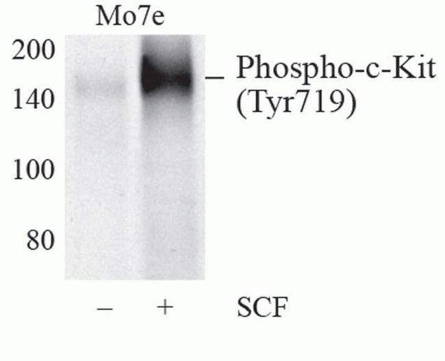 Phospho-c-Kit (Tyr719) Antibody in Western Blot (WB)