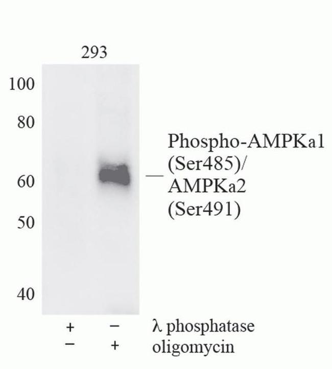 Phospho-AMPK alpha11 (Ser485)/AMPK alpha-2 (Ser491) Antibody in Western Blot (WB)
