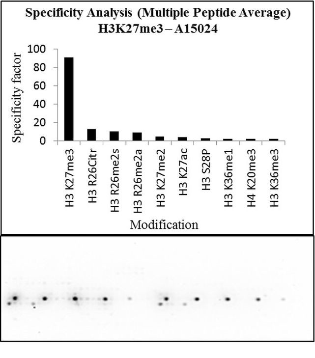 H3K27me3 Antibody in Peptide array (Array)