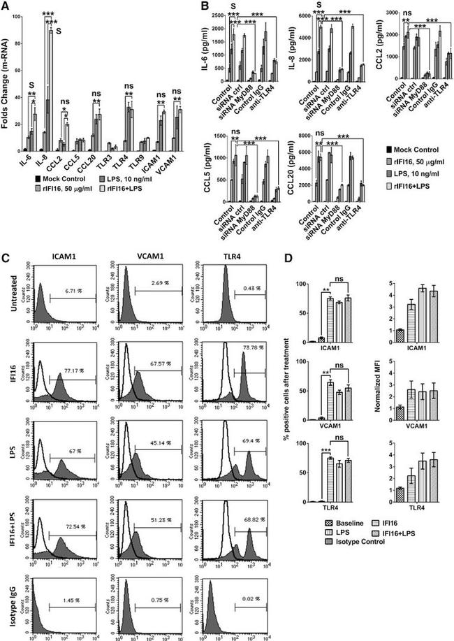 ICAM-1 Antibody in Flow Cytometry (Flow)