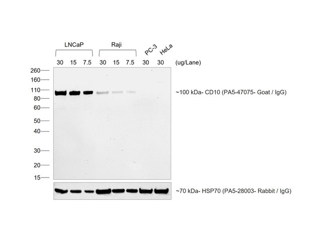 Goat IgG (H+L) Secondary Antibody in Western Blot (WB)
