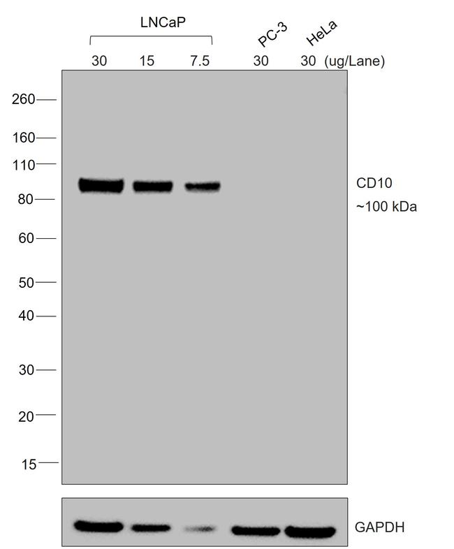 Goat IgG (H+L) Secondary Antibody in Western Blot (WB)