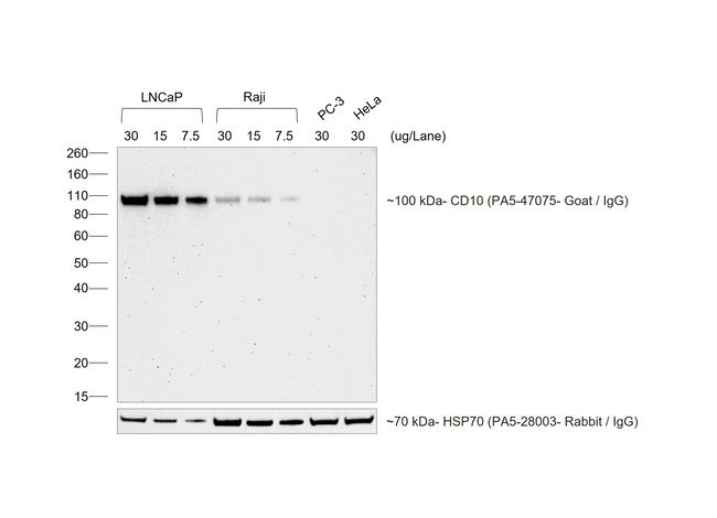 Goat IgG (H+L) Cross-Adsorbed Secondary Antibody in Western Blot (WB)