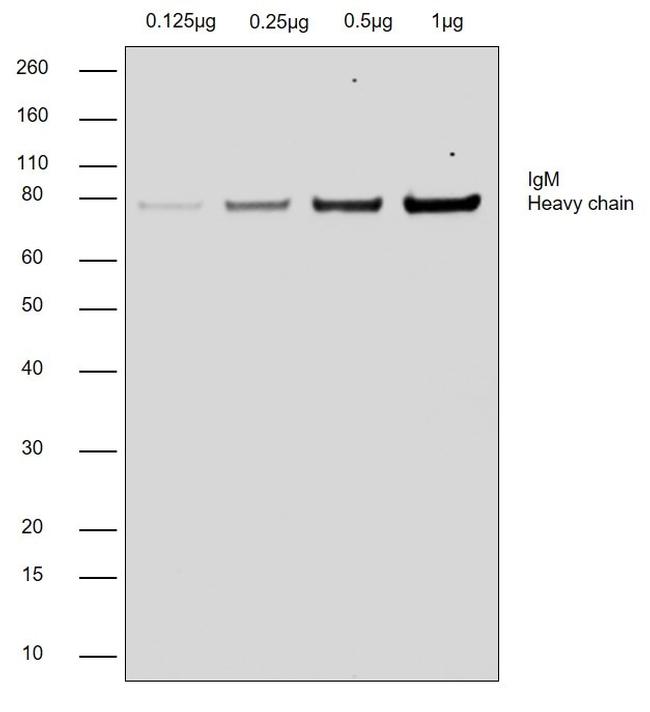 Goat IgG (H+L) Cross-Adsorbed Secondary Antibody in Western Blot (WB)