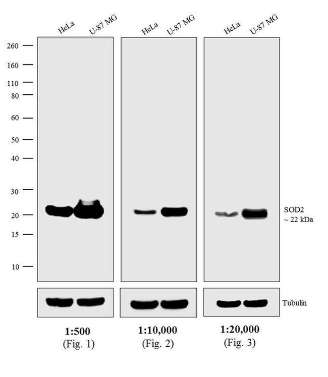 Mouse IgG (H+L) Secondary Antibody in Western Blot (WB)