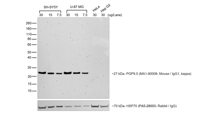 Mouse IgG (H+L) Cross-Adsorbed Secondary Antibody in Western Blot (WB)